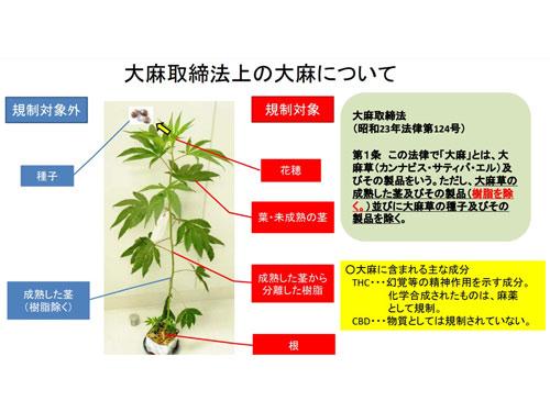 大麻の部位規制（厚労省の資料を抜粋）